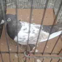 سینه مشکی ماده