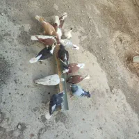 16تا کفتر رنگه و دورگ پرشی