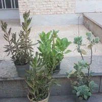 فروش دو مدل گیاه اشک