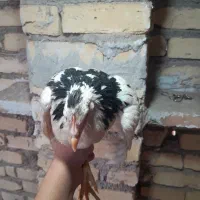 نیمچه خروس گلین لری