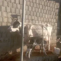 گاو شیری با گوساله ماده