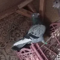 کبوتر،فوری