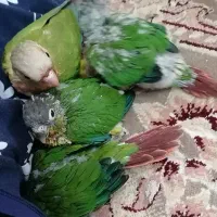 پرنده، گرینچیک
