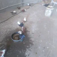 زاغ دمسفید کربلای
