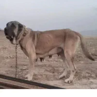 سگ ماده سرابی