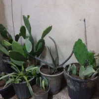 چند گلدان کاکتوس