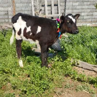 دوراس گوساله  ماده از گاو تلیسه