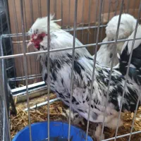 مرغ وخروس نژاداصل