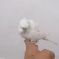 جفت مرغ عشق مولد پروانه