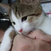 گربه