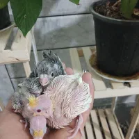 جوجه سرلاکی مرغ عروس