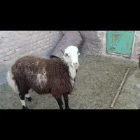بره کر پلنگی گز دار موقعیت فریمان