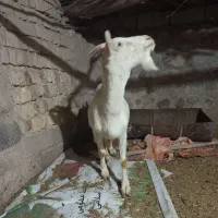 بز پاکستانی وسانن وکهره نر