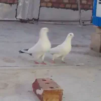 کبوتر نروماده