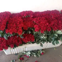 گل رز|گل و گیاه طبیعی|خمین, |دیوار