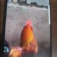 خروس محلی فروشی