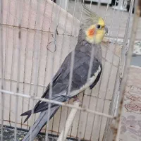 یک عدد عروس هلندی سخنگو  و یک عدد مرغ عشق