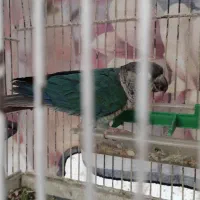 فروش طوطی گرینچیک