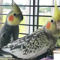 عروس هلندی مولد