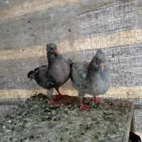 فروش کبوتر سینه سرور