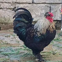 خروس محلی جوان