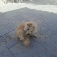 سگ اشپیتز پامر
