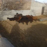 بره نر افشار مخصوص داشت و قربانی