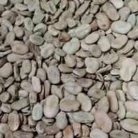 باقله برا خوراک دام کیلویی ۱۰۰