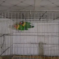 کوتوله برزیلی