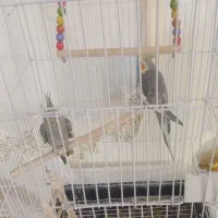 عروس هلندی جفت