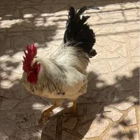 مرغ تخمگذار و خروس محلی