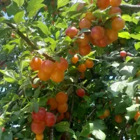 خواهان الوچه درجه یک