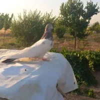 کبوتر کله دم سرکه ای