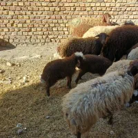 قلتوق میش وبره جعفرمحمدی