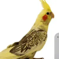 عروس هلندی گمشده