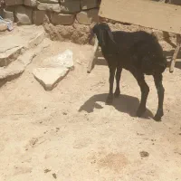 بر ماده سالم