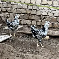 مرغا خروس گلین