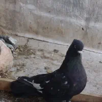 کفتر سینه سیاه نر، سفید دم سیاه ماده