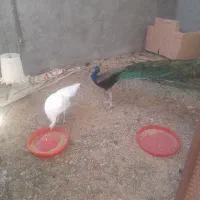 تخم  طاووس