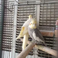 جفت عروس هلندی
