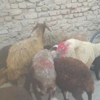 میش بره دار .میش افشاری بز