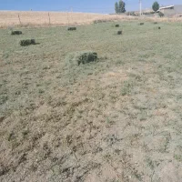 یونجه
