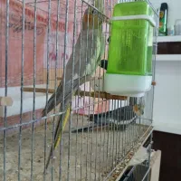 فروش عروس هلندی و کوتوله