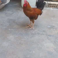 فروش خروس محلی اصل