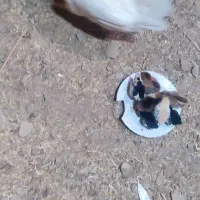 مرغ مرچ