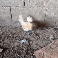 نیمچه مرغ و خروس لهستانی و کوشین