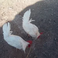 2 عدد خروس محلی