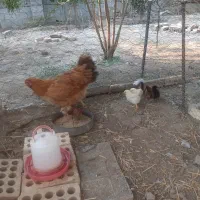 مرغ مادر با۸ جوجه ۷روزه