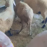 گوسفندسه دانه ماده جوان احتمال آبستن