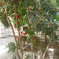 دربست یک طبقه ایثارگران
